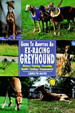 Guide to Adopting an Ex-Racing Greyhound