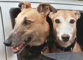 dolly and milly