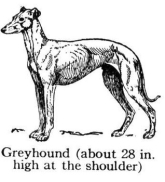 greyhound height