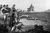 greyhound hunting