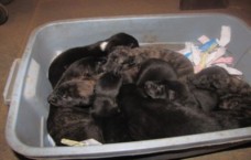 Grey Puppies