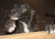 Grey Puppy