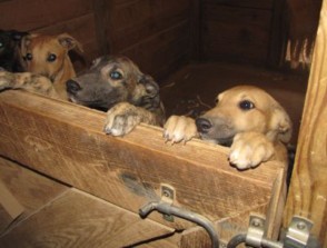 Grey Puppies