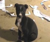 Grey Puppy