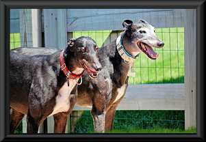 kody and dylan