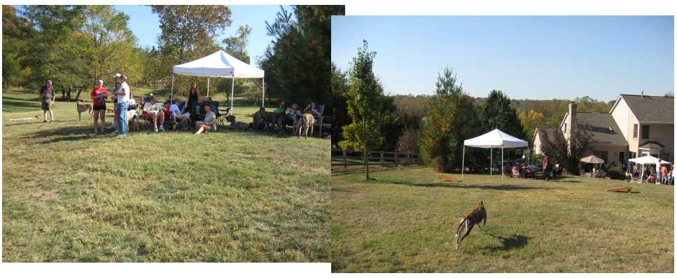 Photos of the 7th Annual Loveland Greyhound Picnic
